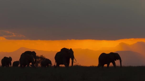 Afričtí Sloni Loxodonta Africana Najít Jídlo Vodu Proti Západu Slunce — Stock video