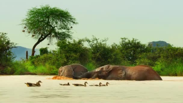 Detailní Záběr Afrických Slonů Loxodonta Africana Hrající Vodě Národním Parku — Stock video