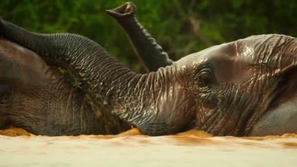 Κοντινό Πλάνο Αφρικανικών Ελεφάντων Loxodonta Africana Που Παίζουν Στο Νερό — Αρχείο Βίντεο