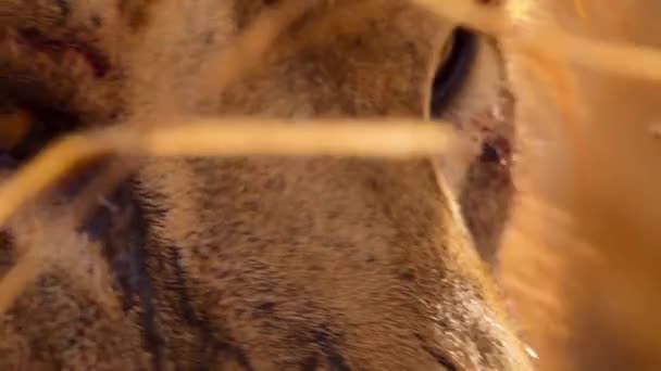 Close Van Afrikaanse Leeuw Panthera Leo Tsavo National Park Kenia — Stockvideo
