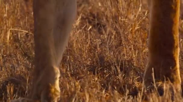 Nahaufnahme Des Afrikanischen Löwen Panthera Leo Tsavo Nationalpark Kenia — Stockvideo