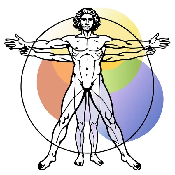 stock vector Vitruvian man leonardo da vinci human body vector image, isolated on white background