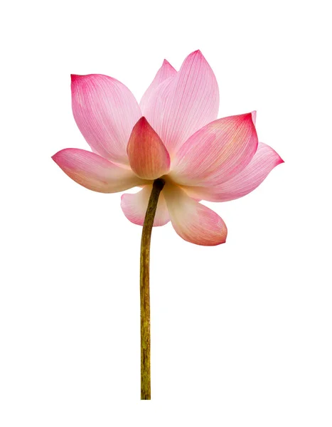 白い背景にピンクの蓮の花が孤立 自然コンセプト広告デザインとアセンブリのための ファイルにはクリッピングパスが含まれているので簡単に作業できます — ストック写真