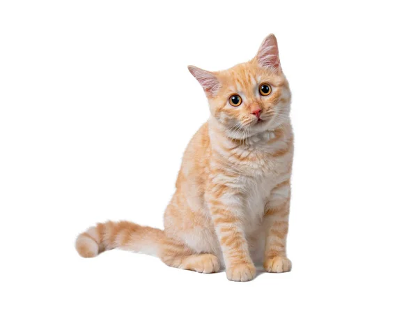 Piękny Ładny Pomarańczowy Kot Odizolowany Białym Tle Plik Zawiera Ścieżkę — Zdjęcie stockowe