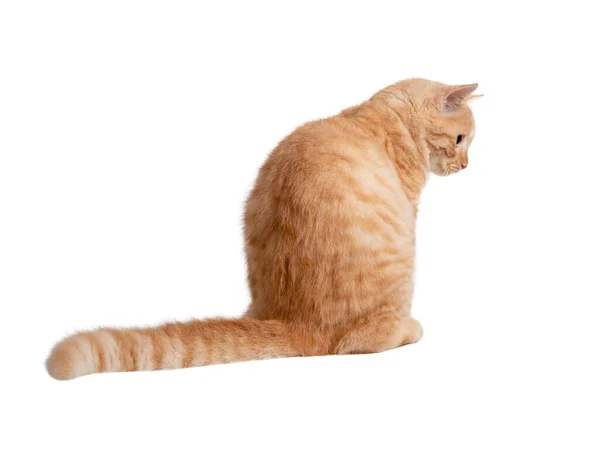 Beautiful Cute Orange Cat Isolated White Background File Contains Clipping — Stock Photo, Image