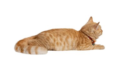 Beyaz arka planda izole edilmiş güzel turuncu kedi. Dosya kırpma yolu içeriyor.