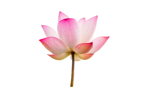 Pink Lotus Flower Isolated White Background Nature Concept Advertising Design — Stock Photo, Image