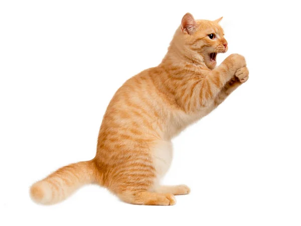 Piękny Ładny Pomarańczowy Kot Odizolowany Białym Tle Plik Zawiera Ścieżkę — Zdjęcie stockowe