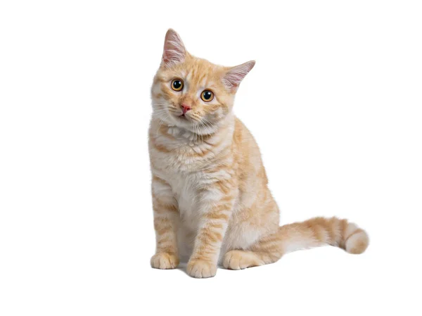Симпатичная Оранжевая Кошка Белом Фоне Файл Содержит Путь Обрезки Стоковое Изображение