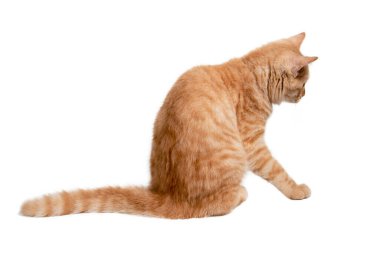 Beyaz arka planda izole edilmiş güzel turuncu kedi. Dosya kırpma yolu içeriyor.