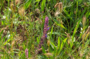 Pembe ve mor kır çiçekleri bozkırdaki yabani bitki örtüsü. Yüksek kalite fotoğraf