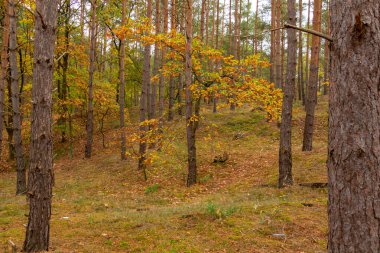 Güzel sonbahar ormanı, güneşin altındaki yaşlı çam ağaçları, sonbahar. Yüksek kalite fotoğraf