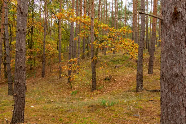 Krásný Podzimní Les Staré Borovice Slunci Podzim Kvalitní Fotografie — Stock fotografie