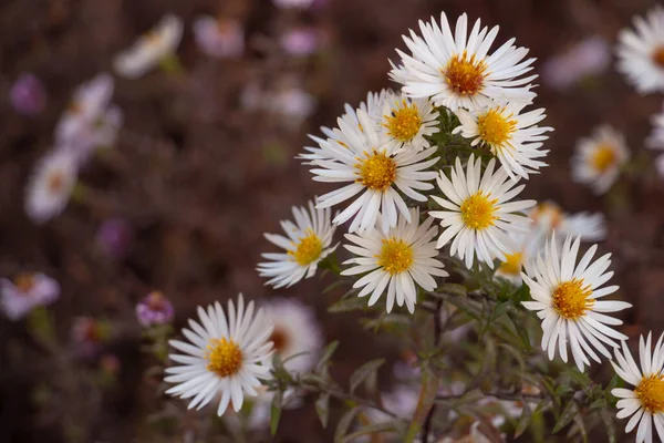 Hermosas Flores Otoñales Parque Parque Ciudad Otoño Hojas Árbol Amarillo — Foto de Stock