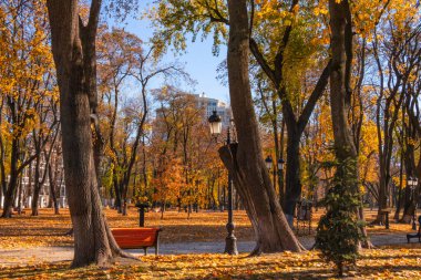 Boş bankların, sarı-kırmızı ağaç yapraklarının, sonbahar renklerinin, doğanın ve huzurun olduğu sonbahar şehir parkı. Yüksek kalite fotoğraf