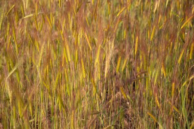 Arpa tarlası yumuşak odaklı, arka planda hasat var. Yüksek kalite fotoğraf