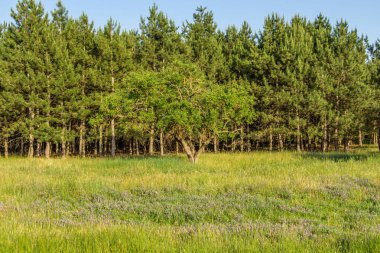 Ukrayna 'nın güzel ormanları, ormanın yakınındaki kırsal yol. Yüksek kalite fotoğraf