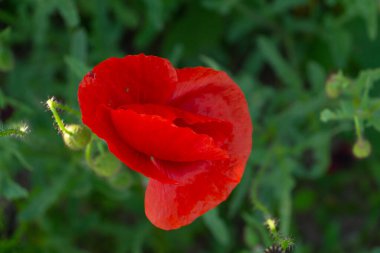 Çayırda narin kırmızı gelincikler, sevilen biri için güzel çiçekler, gelincik tarlasında yaz atmosferi, gelincikler, renkler - kırmızı, bordo, kırmızı, siyah, yeşil. Yüksek kalite