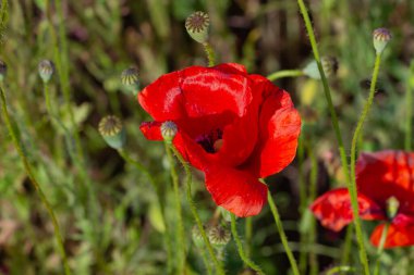 Çayırda narin kırmızı gelincikler, sevilen biri için güzel çiçekler, gelincik tarlasında yaz atmosferi. Yüksek kalite fotoğraf