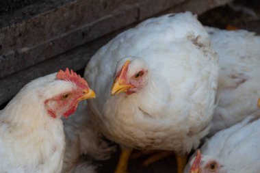 Beyaz ızgara tavuklar çiftlik bahçesinde, tavuklar iletişim kuruyor, tavuklarla çiftlikte buluşuyor. Yüksek kalite fotoğraf