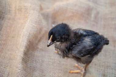 Şirin siyah-gri tavuk, çiftlik hayvanı. Yüksek kalite fotoğraf