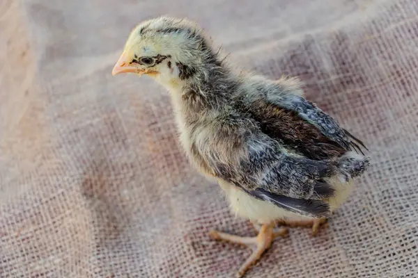 yellow chicken with black stripes, cute chick with eyeliner, farming. High quality photo