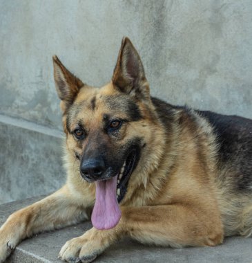 Sadık ve güvenilir bir köpek olan bir Alman çoban köpeğinin yakın çekimi. Yüksek kalite fotoğraf