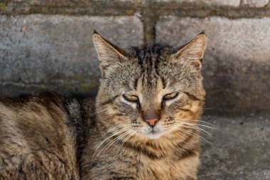 Genç tekir kedi dövüşçüsü zor bir günün ardından bahçede dinleniyor. Güzel bir görünüş, yakın plan. Yüksek kalite fotoğraf