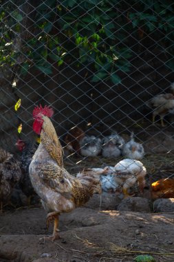 Çiftlik bahçesinde duran büyük gri horoz, dikey fotoğraf, yazı için yer, kümes hayvanları çiftliği. Yüksek kalite fotoğraf