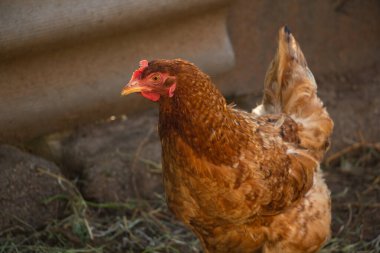 Kızıl saçlı bir tavuk düşünceli bir şekilde kameraya bakar, kümes hayvanları çiftlikte. Yüksek kalite fotoğraf