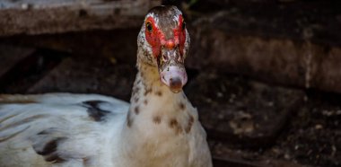An adult mottled domestic duck is looking at the camera, poultry. High quality photo clipart