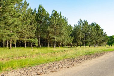 Ukrayna 'nın güzel ormanları, ormanın yakınındaki kırsal yol. Yüksek kalite fotoğraf