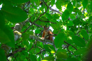 Yeşil Ceviz Ağacı Dalları Arasında Oturan Kırmızı Sincap. Yüksek kalite fotoğraf