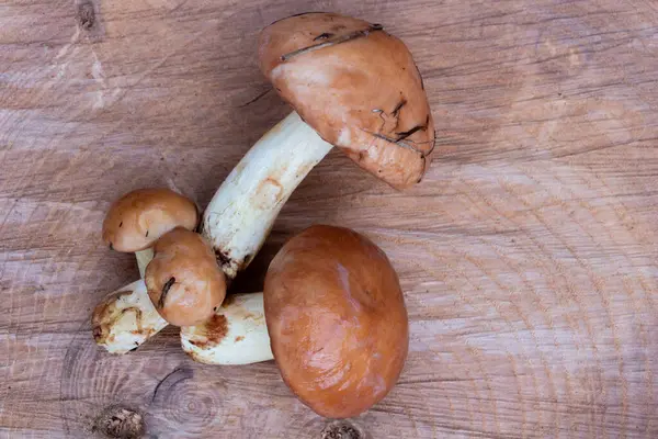 Taze Suillus Mantarları Tahta Kütük üzerinde, Sonbahar Ormanı Hasadı. Yüksek kalite fotoğraf