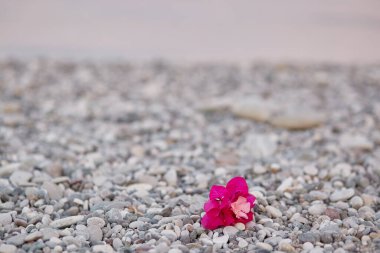 Çakıl taşlı sahil şeridindeki begonvillerin pembe çiçeği. Yaz arkaplanı.