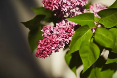 Gölgelerin altında leylak çiçekleri var. Uzayı kopyala Lagom, hygge konsepti. İlkbahar estetiği
