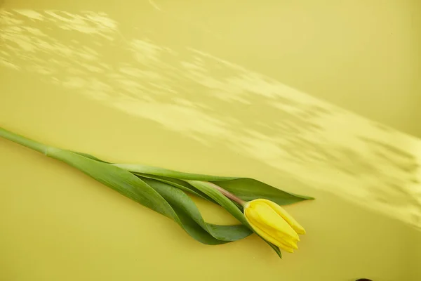 튤립에 노란색 — 스톡 사진