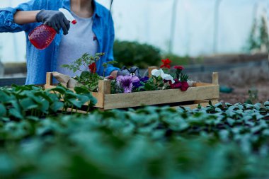 Çiçekleri saksıda sulayan kadın bahçıvan. Bitkilerle çevrili. Bahçe işleri, bahar bahçesi, aşk bitkileri ve bakım konsepti. Küçük işletme, çiçekçi. Köhne botanik estetiği..