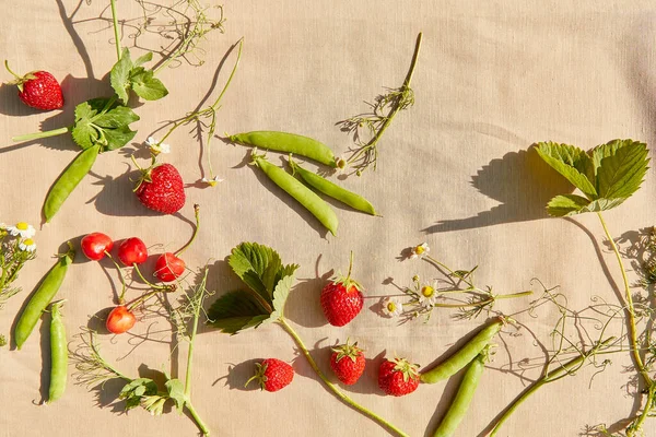 夏天的背景在坚硬的阴影下草莓 豌豆和迷迭香 乡村音乐 自然生活方式 — 图库照片