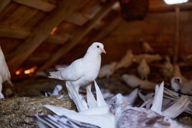 Özel bahçede safkan güvercinler yetiştiriyor. Kuşlar için sıcak bir ev. Ruhun hobisi. Diyet et. Doğanın kırsal yaşam konsepti uzayı kopyalamak. Yüksek kalite fotoğraf