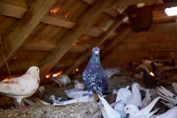 Stock image Breeding purebred pigeons at private yard. Warm house for birds. Hobby for the soul. Diet meat. Naturecore rural pastoral life concept Copy space. High quality photo