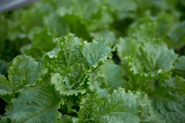 Yeşil taze marul arkaplanı. Bahar işi. Sağlıklı gıda konsepti
