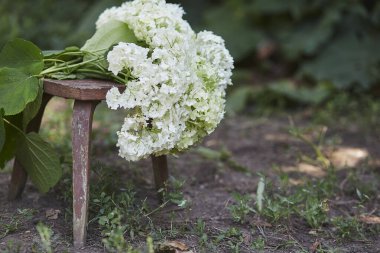 Garden Hydrangea on wooden rustic old stool. clipart