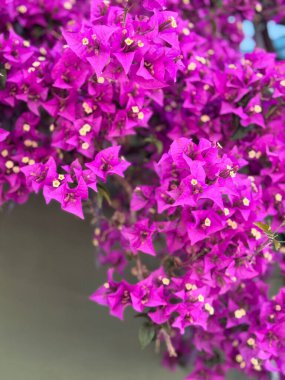 Canlı bougainvillea çiçekleri açıyor. Tipik güney manzarası. 