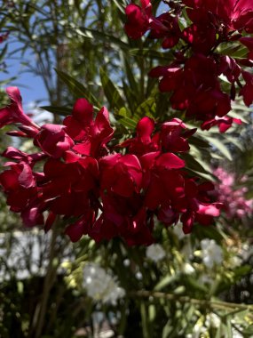 Pembe begonviller çiçek açıyor. Arkaplan.