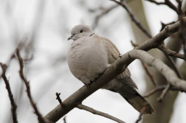 Bir kumru bir dala oturur.
