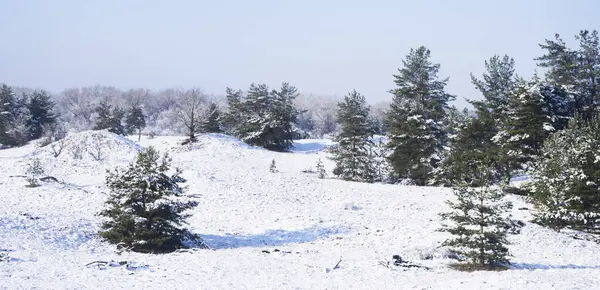 kar, çam ağaçları ile kış manzarası