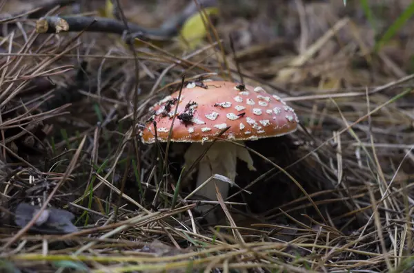 Kırmızı Sinek Agaric yerde, çam iğnelerinin altında