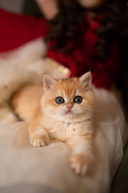 İskoç kedi yavrusu Yeni Yıl hediye kutusunda