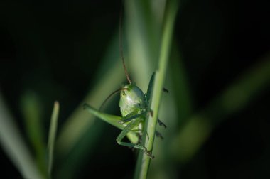 locust sits on the grass in the spring meadow
